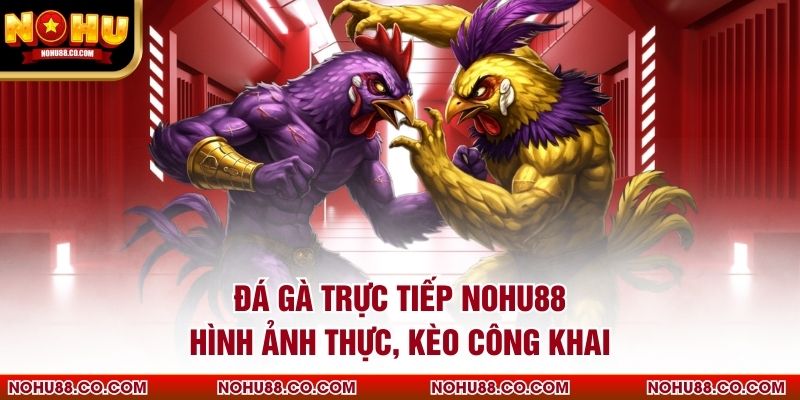 Đá Gà Trực Tiếp Nohu88 Hình Ảnh Thực, Kèo Công Khai