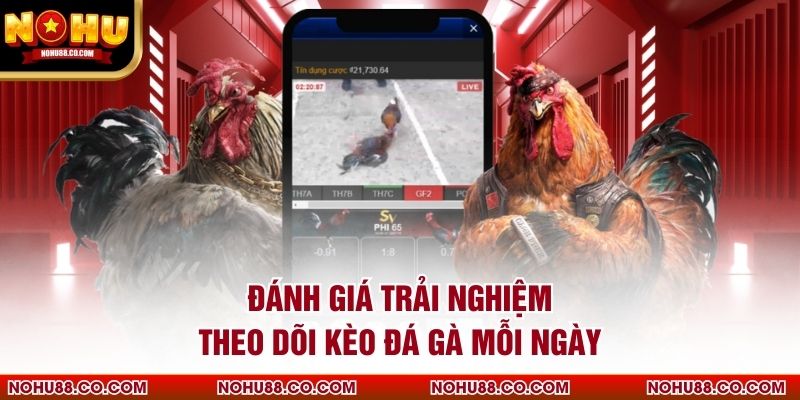 Đánh giá trải nghiệm theo dõi kèo đá gà mỗi ngày