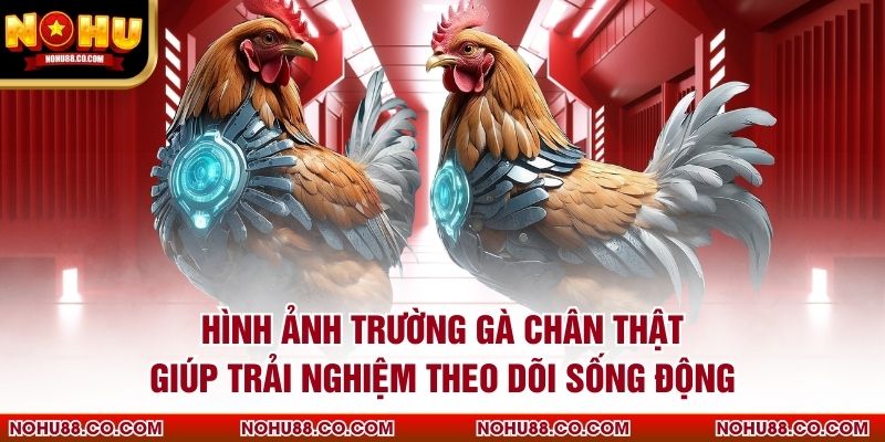 Hình ảnh trường gà chân thật giúp trải nghiệm theo dõi sống động