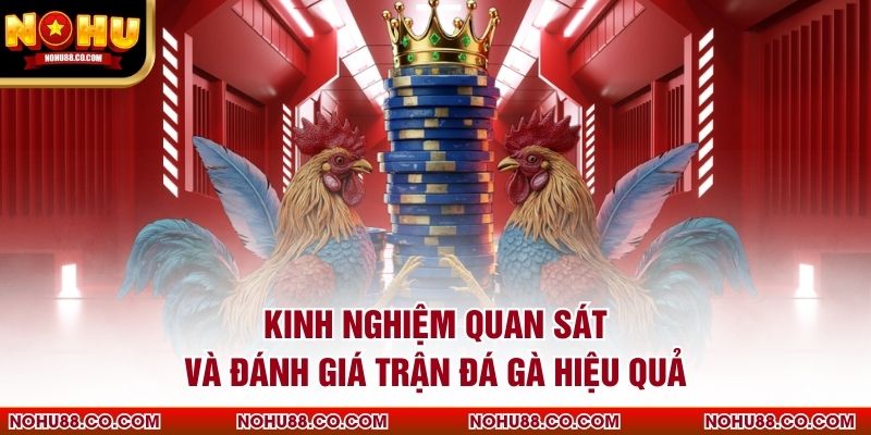Kinh nghiệm quan sát và đánh giá trận đá gà hiệu quả